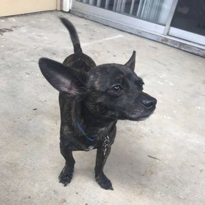 Meet your Posher, Jacqueline